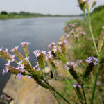 2016年8月撮影 多摩川 アレチハナガサ