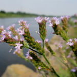 2016年8月撮影 多摩川