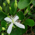 2016年8月撮影 多摩川 センニンソウ