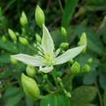 2016年8月撮影 多摩川 センニンソウ