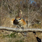 2018年1月撮影 多摩川 モズ