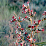 2023年10月撮影 多摩川 ヨモギ