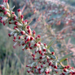 2023年10月撮影 多摩川 ヨモギ