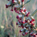 2023年10月撮影 多摩川 ヨモギ