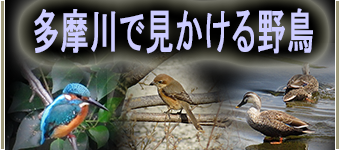 多摩川の野鳥