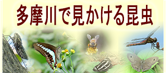 多摩川の昆虫