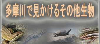 多摩川のその他生物
