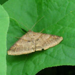 オオウンモンクチバ