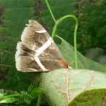 ホソオビアシブトクチバ