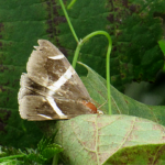 ホソオビアシブトクチバ