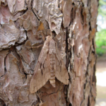 クロテンケンモンスズメ