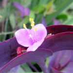 ムラサキゴテン