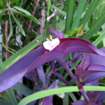 ムラサキゴテン