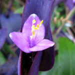 ムラサキゴテン