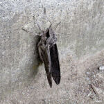 エビガラスズメ