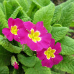 プリムラ・ジュリアン