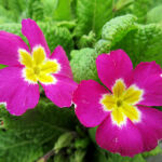 プリムラ・ジュリアン