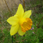 ラッパズイセン