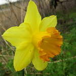 ラッパズイセン