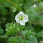 コゴメイヌノフグリ