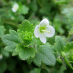 コゴメイヌノフグリ