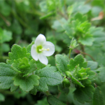 コゴメイヌノフグリ