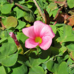 フヨウカタバミ