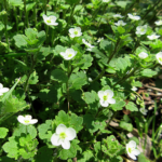 コゴメイヌノフグリ