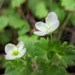 コゴメイヌノフグリ