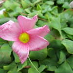 フヨウカタバミ