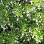 ドウダンツツジ