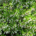 ドウダンツツジ