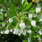 ドウダンツツジ