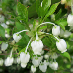 ドウダンツツジ