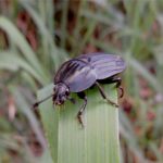 オオヒラタシデムシ