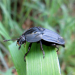 オオヒラタシデムシ