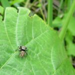 マミジロハエトリ メス