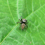 マミジロハエトリ メス