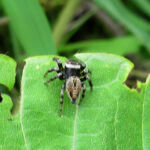 マミジロハエトリ メス