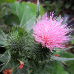 アメリカオニアザミ