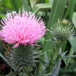 アメリカオニアザミ