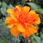 マリーゴールド