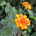 マリーゴールド