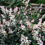 ハツユキカズラ